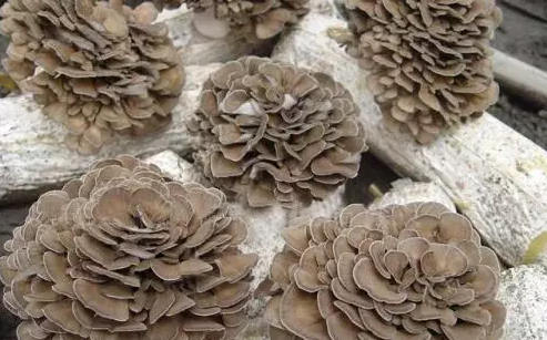 圖片關(guān)鍵詞 http://m.aaa153.com/ewebeditor/uploadfile/20170914091445139001.png