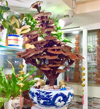 圖片關(guān)鍵詞 http://www.mushroommarket.net/file/upload/202001/19/10-34-15-66-283825.png