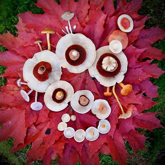 圖片關(guān)鍵詞 http://img3.jiemian.com/jiemian/original/20171123/151141489685688200_a580xH.jpg