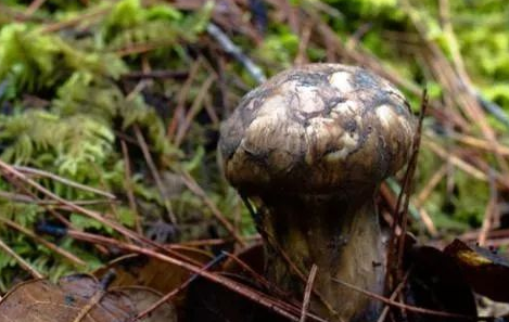 圖片關鍵詞 https://mmbiz.qpic.cn/mmbiz_png/OnRbAd1HL46bZK2fRQ1sWWuWhO7yLlQN1OlmlzQZmAGR7RB71AH5v7icSWjibvJibYHibcy0Le4RuqJTmABqzlnialQ/640?wx_fmt=png&wxfrom=5&wx_lazy=1&wx_co=1