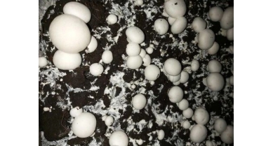 行業(yè)動態(tài)